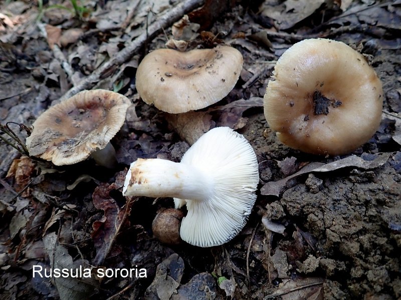 Russula sororia-amf1632.jpg - Russula sororia ; Syn1: Russula pectinata var. sororia ; Syn2: Russula livescens var. sororia ; Nom français: Russule à odeur spermatique